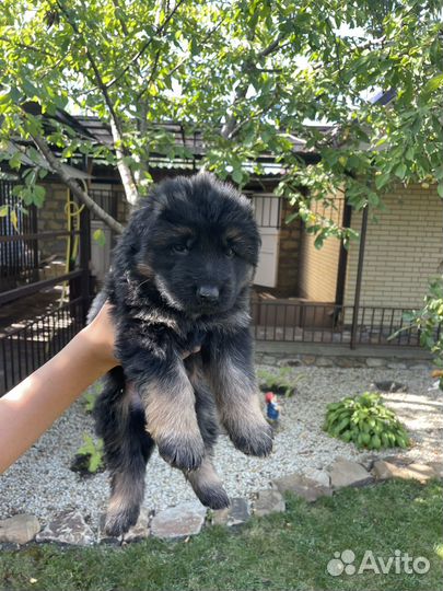 Немецкая овчарка