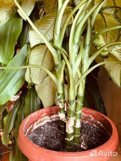 Диффенбахия камилла