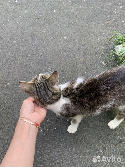 Кошка добрейшая миниатюрная молодая, около годика