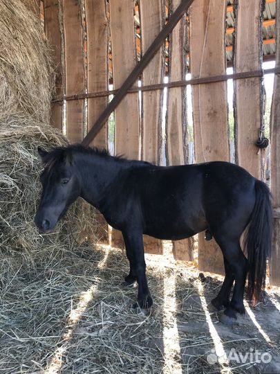 Пони жеребец