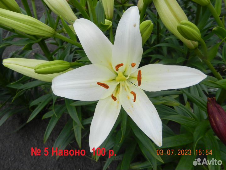 Лилии сортовые