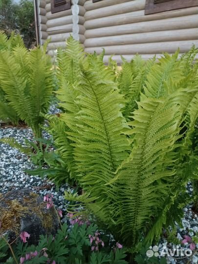 Хосты и папоротники