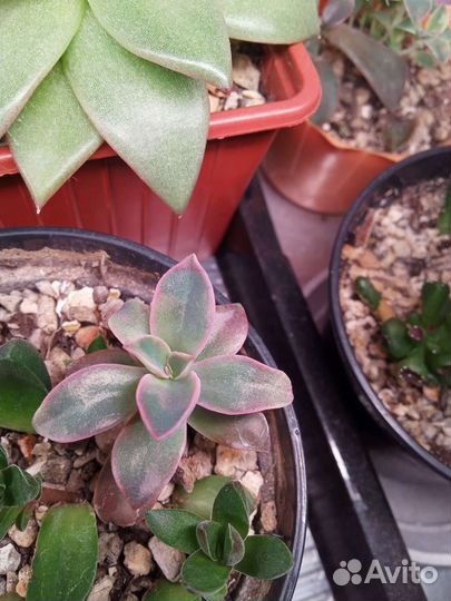 Эхеверия, хавортии, крассулы