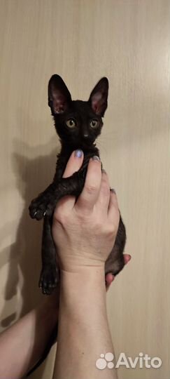 Корниш-рекс