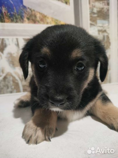 Щенки в добрые руки