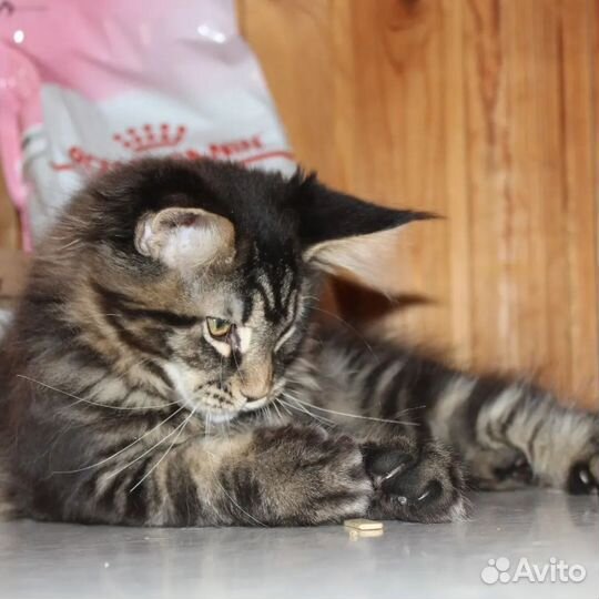 Котята мейн-кун