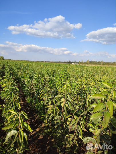 Хурма 3й сорт