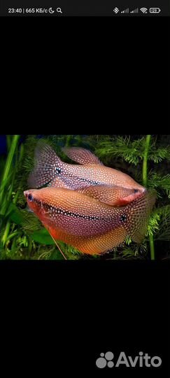 Гурами жемчужный, золотой оптом