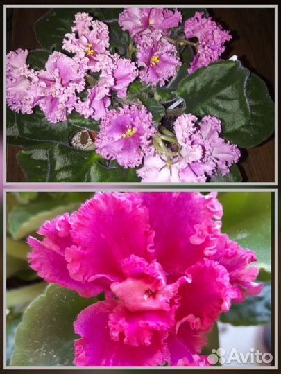 Сортовые красивоцветущие фиалки