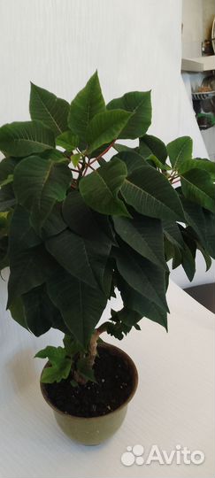 Пуансеттия цветы