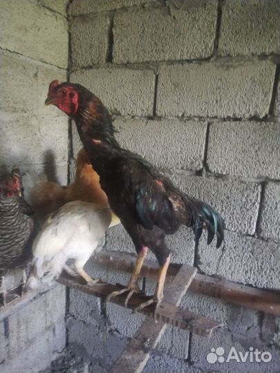Бойцовые петухи