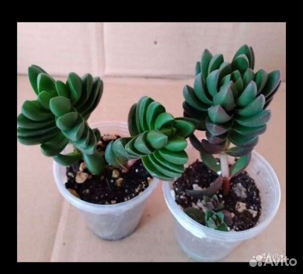 Красула Capitella 'BEN'l