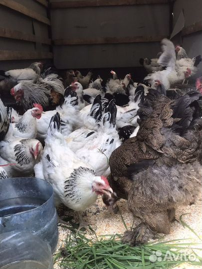 Несушки Адлерские Серебристые,Брама