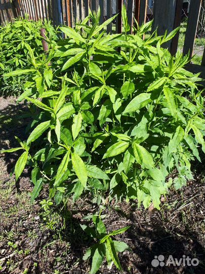 Флокс снежно-белый,многолетник