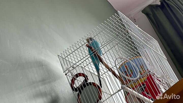 Волнистый попугай с клеткой