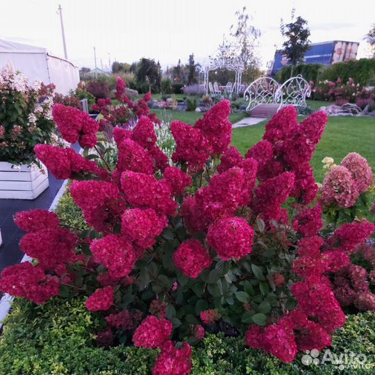 Гортензия Самарская Лидия Взрослый куст