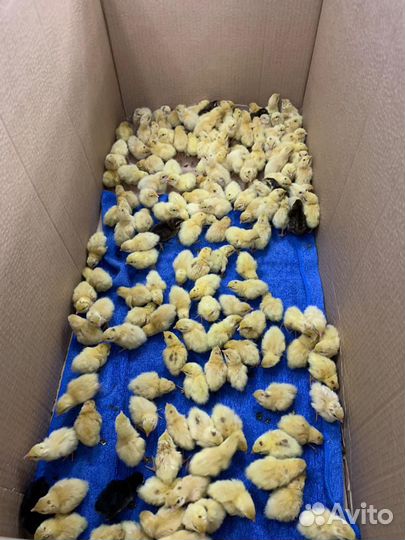 Перепела, инкубационные яйца