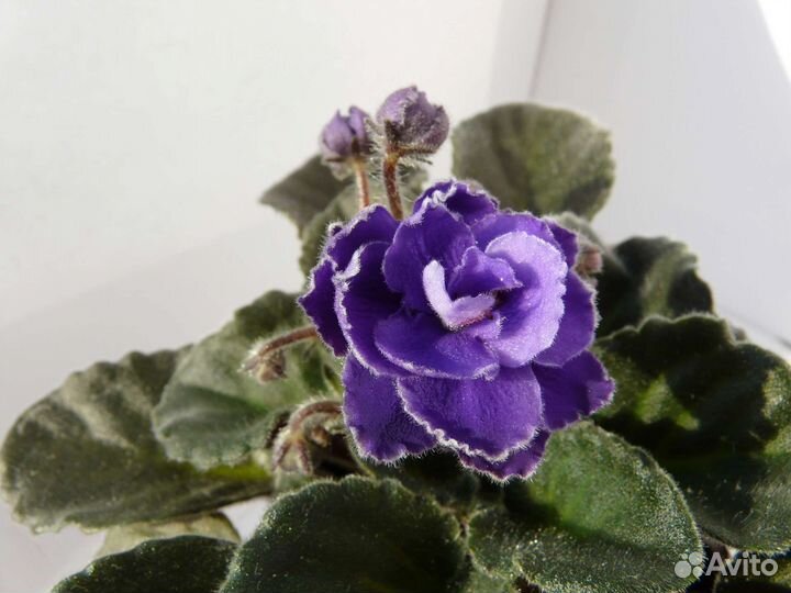 Фиалки сортовые (детки, пасынки)