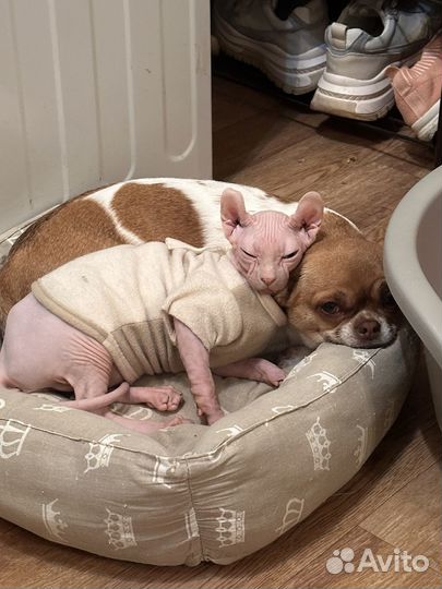 Кошечка породы Эльф