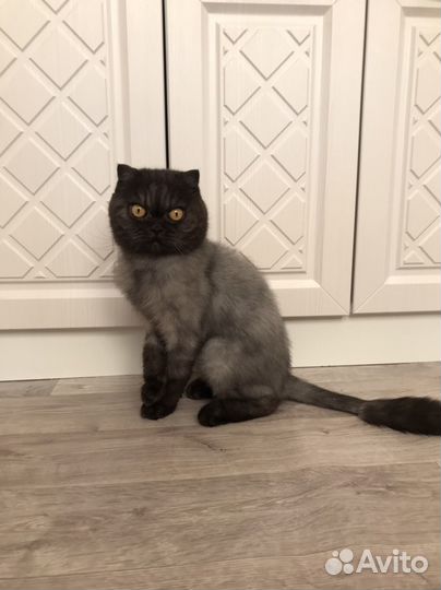 Шотландский вислоухий кот