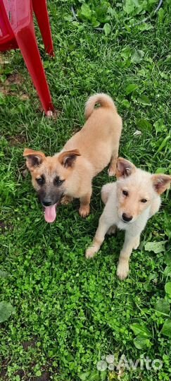 Щеночки мальчики