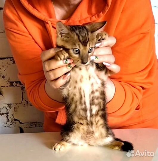 Бенгальский котик 3,5 мес
