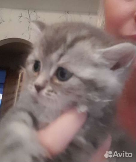 Британская кошка бесплатно