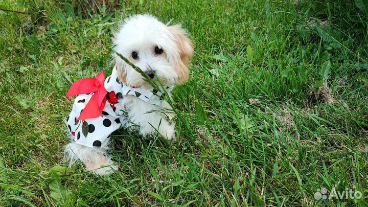 Веселая, игрушечная Люси мальтипу мини