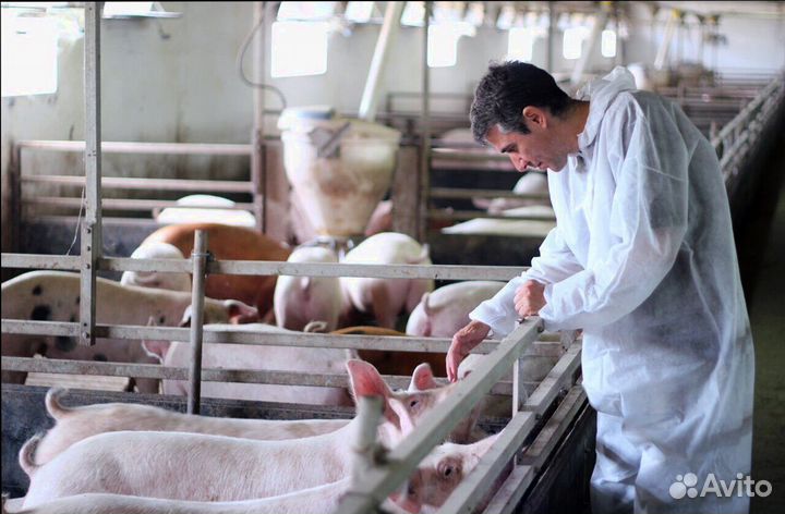 Оператор на свиноводческую ферму