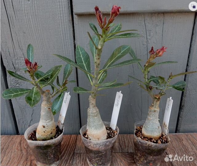 Продам прививки адениума Sophia