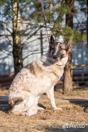 Молодой песик-трехлапка в Добрые руки