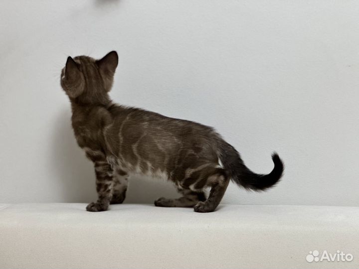 Бенгальский мальчик угольный минк