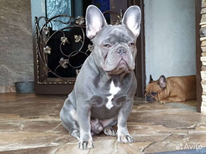 Вязка с лиловым Чемпионом