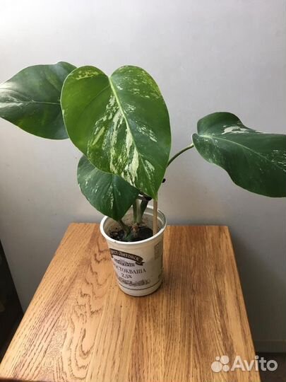 Монстера Альба