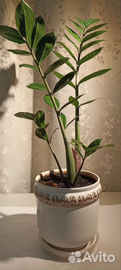 Замиокулькас