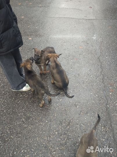 Щенки в добрые рукиПожалуйста