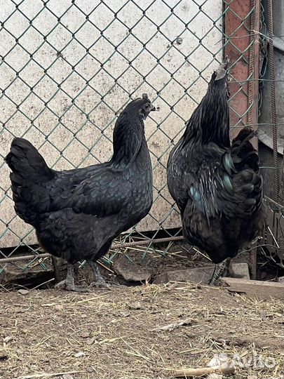 Инкубационные яйца Ухейилюй