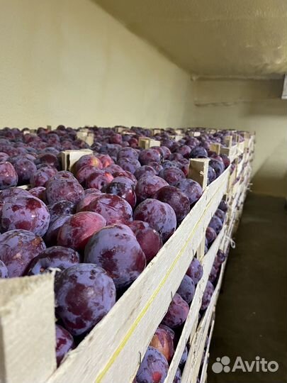 Слива фортуна