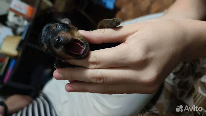 Собаки щенки