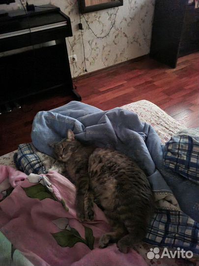 Отдам кота в добрые руки