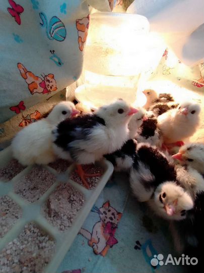Куры(цыплята)
