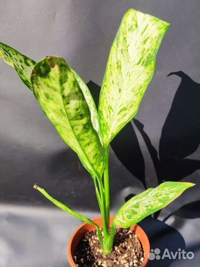 Диффенбахия Везувий - Dieffenbachia Vesuvius
