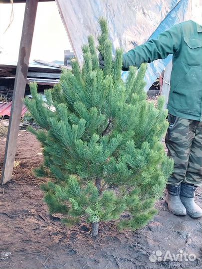 Новогодняя ёлка, сосна