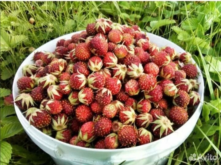 Клубника полевая