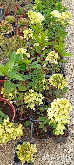 Гортензия метельчатая