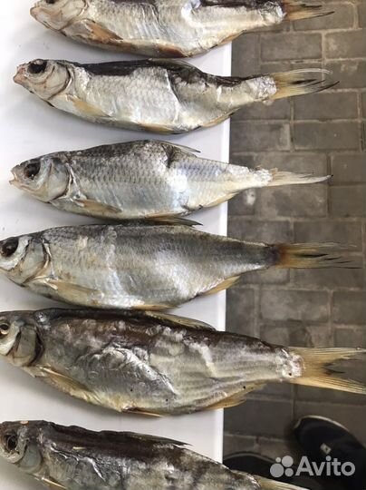 Продам вяленую рыбу воблу, чехонь