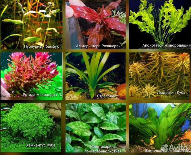 Аквариумные растения