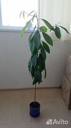 Авокадо 1.5 м