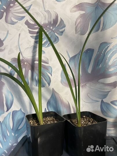 Гиппеаструм Розовый