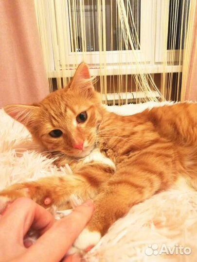 Котик в дар бесплатно